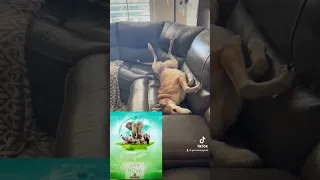 My Greyhound Sox Loves to Play Board Games! Don’t Believe Me?