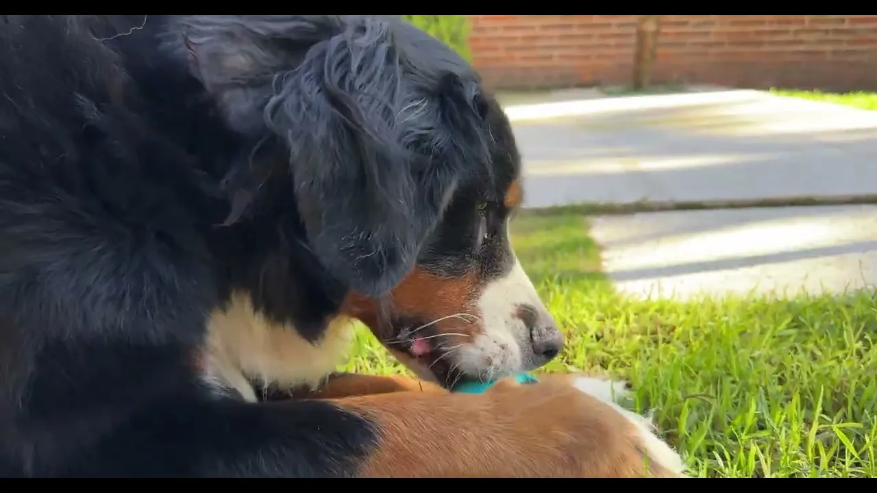 Video de Ladra