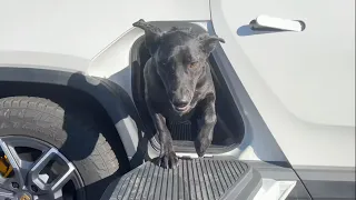Is The Rivian R1T A Good Dog Hauler?