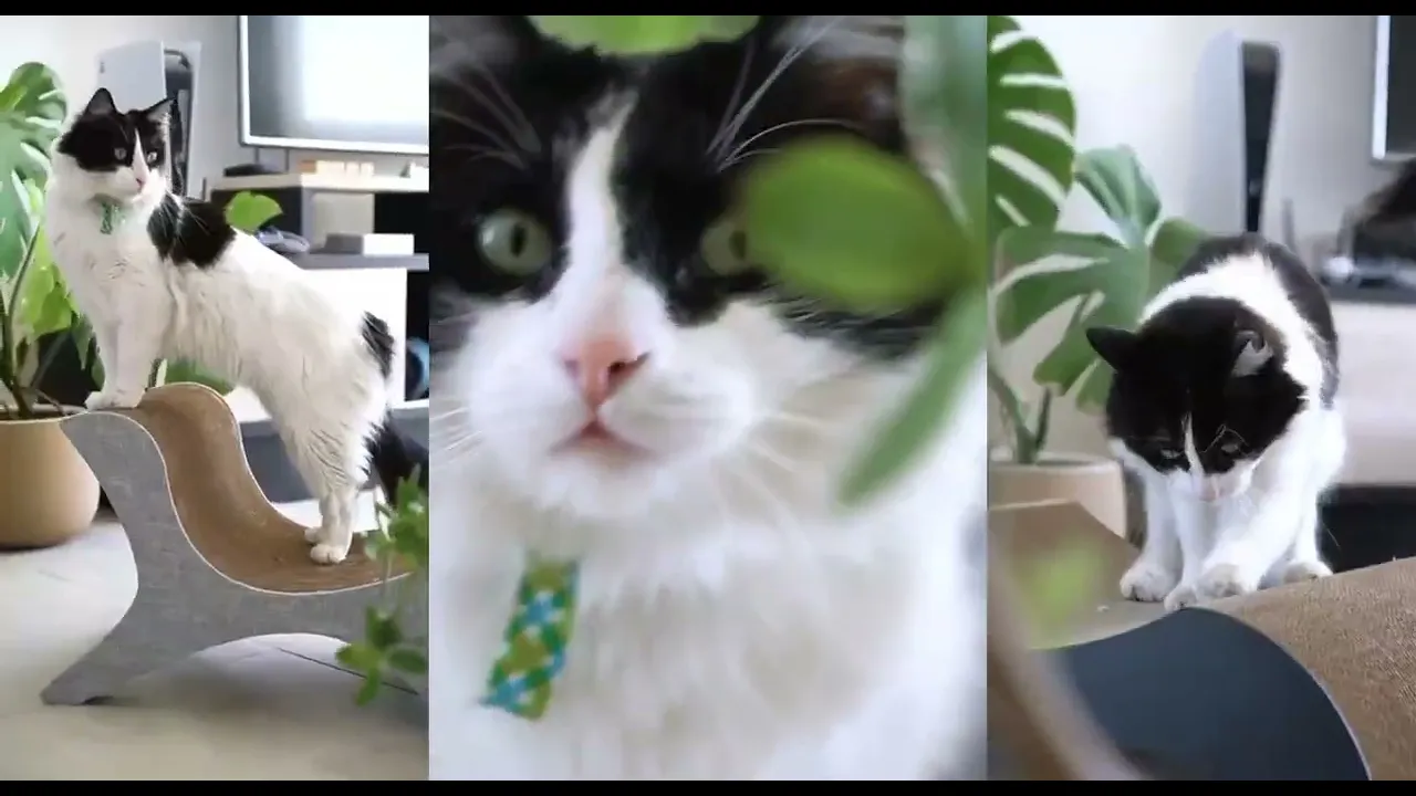 Video de KennyCat | Encantamos Felinos