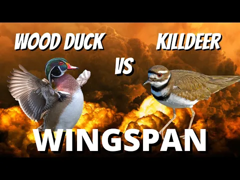 Who Wins This Power Grassland Battle?: Wingspan Gameplay Competitive Elo