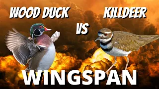 Who Wins This Power Grassland Battle?: Wingspan Gameplay Competitive Elo