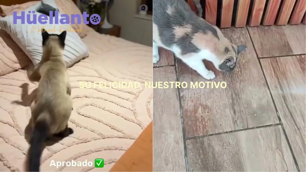 Video de Huellanto Natural Petcare