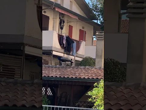 <span style="color:var(--accent)">Video:</span> I “lamenti” dei pavoni a Punta Marina