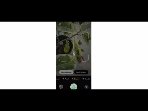 Видео Momo - AI Photo Generator