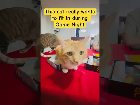 Fiona tries to join Game Night #cat #boardgame #gamenight #settlersofcatan #funny #shorts #cutecat