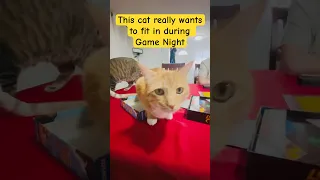 Fiona tries to join Game Night #cat #boardgame #gamenight #settlersofcatan #funny #shorts #cutecat