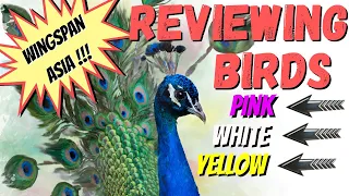 Wingspan Asia Bird Reviews: Pink / White / Yellow Powers