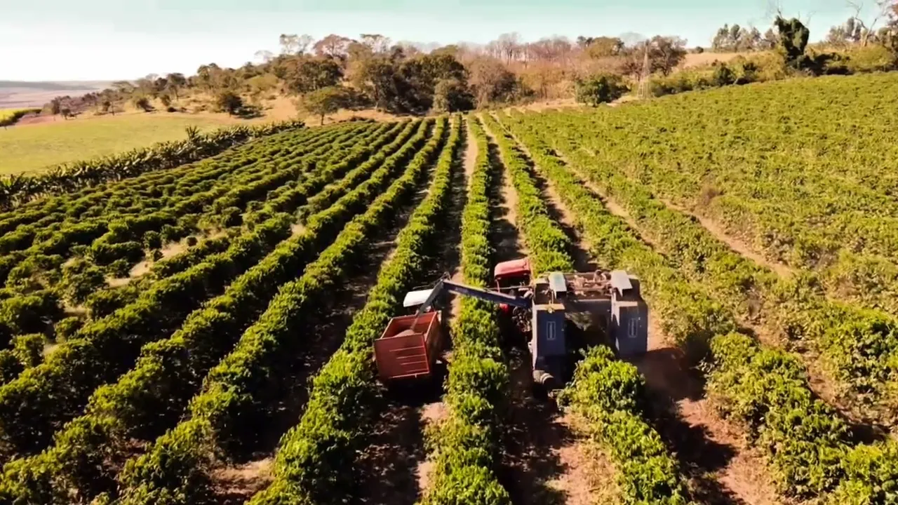 Vídeo de Amarelo Café Especial