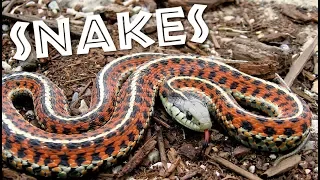 All About Snakes for Kids: Learn about Snakes for Children - FreeSchool All About Snakes for Kids: Learn about Snakes for Children - FreeSchool