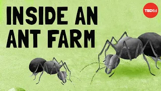 Puke, poop and tiny cockroaches: How the leafcutter ant queen runs her farm - Charles Wallace