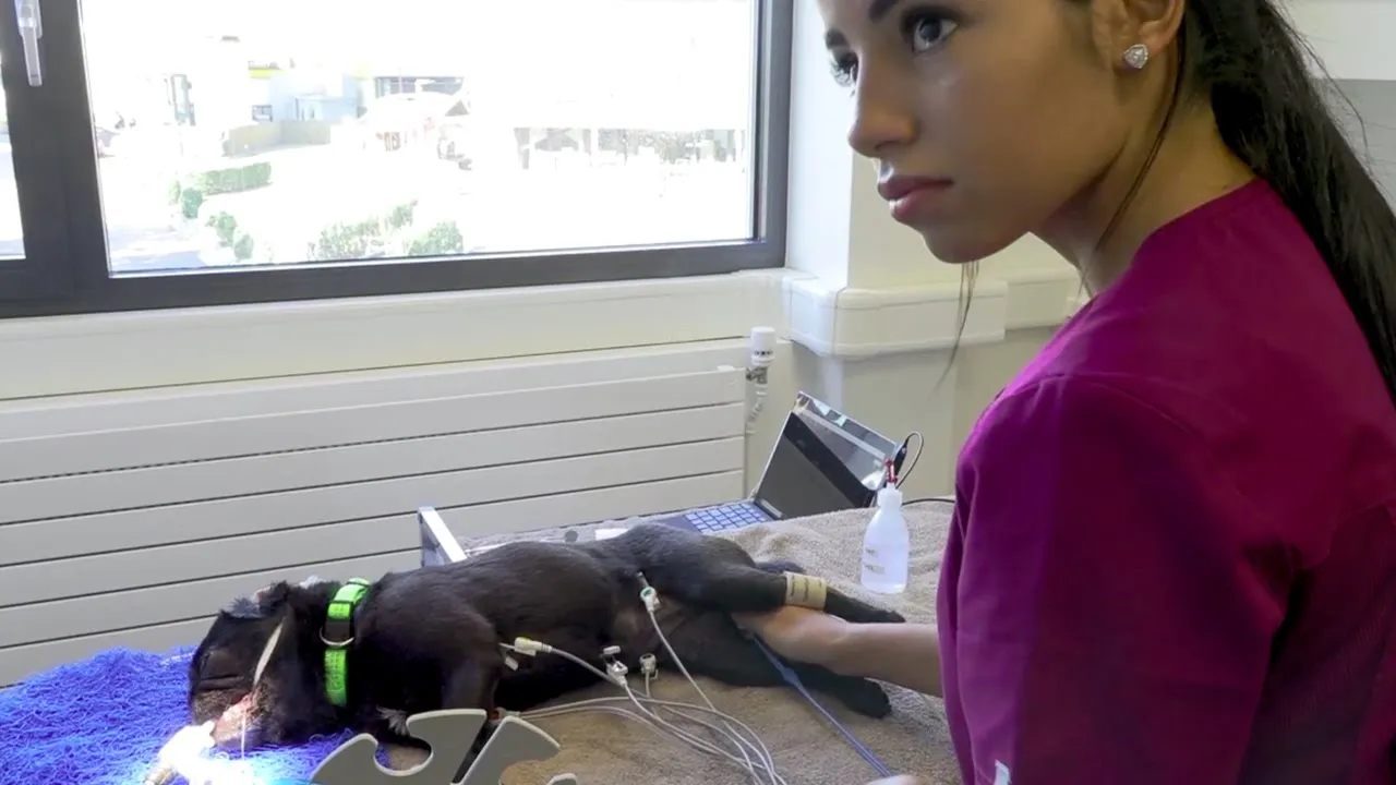 Tiermedizinische/r Praxisassistent/in EFZ – Clip