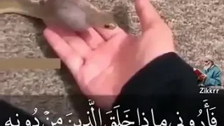 Islamic whatsapp status video, Quran recitation status, Islamic whatsapp status video, Quran recitation status,