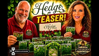 Hedge Teaser