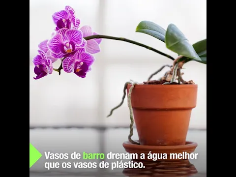 Orquídea Phalaenopsis Pote 15