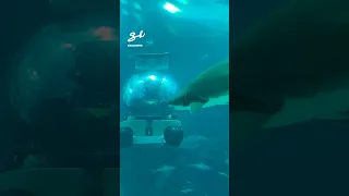 The World's First Indoor Submarine! 🤯 #submarine #aquarium #sea