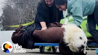 Scared Puppy Mill Rescue Refused To Come Inside The House Until... | The Dodo
