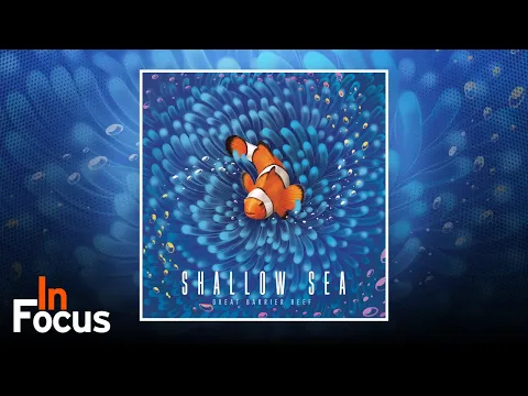 Shallow Sea - In Focus