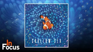 Shallow Sea - In Focus
