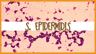 Staphylococcus Epidermidis