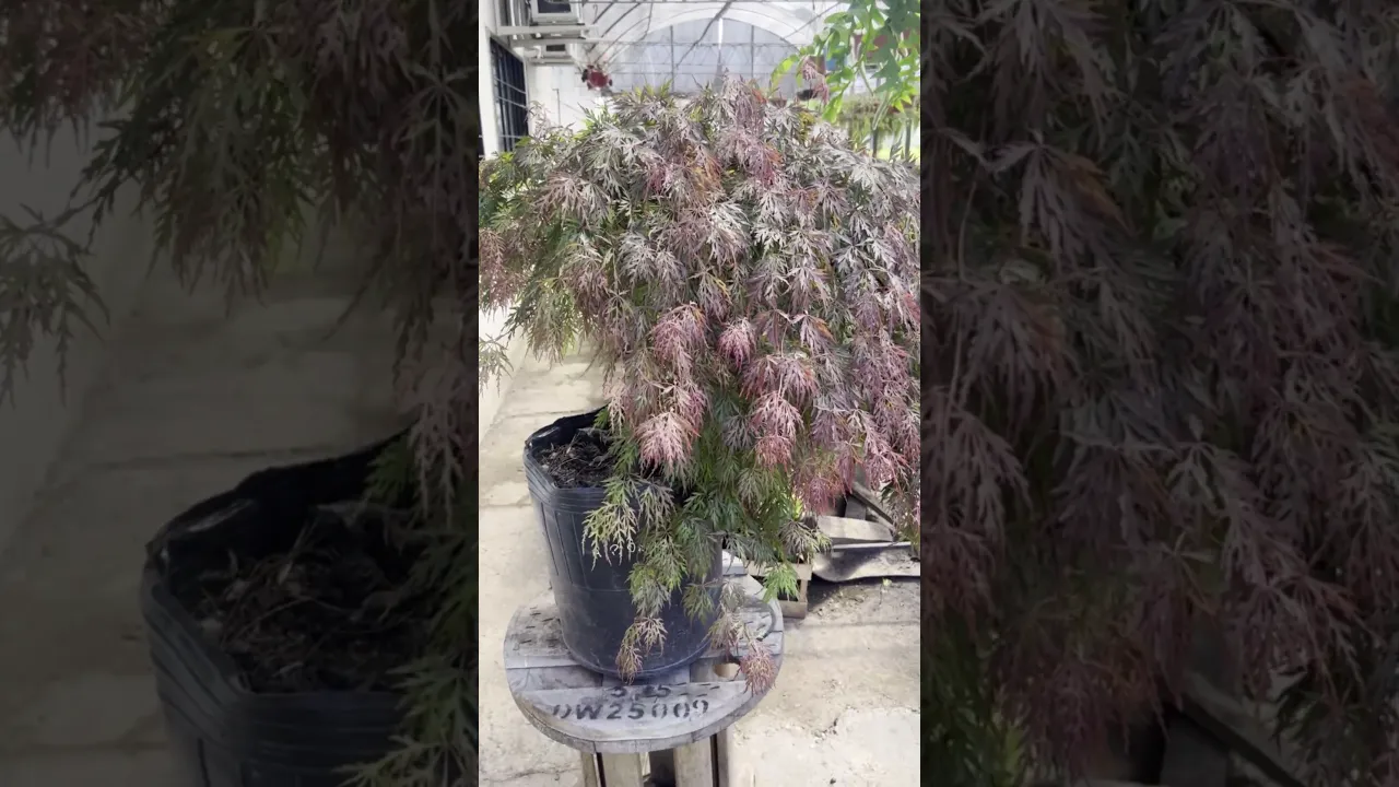 Video de viverobenjamin