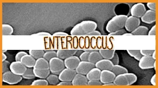 Enterococcus (E. Faecalis & E. Faecium)