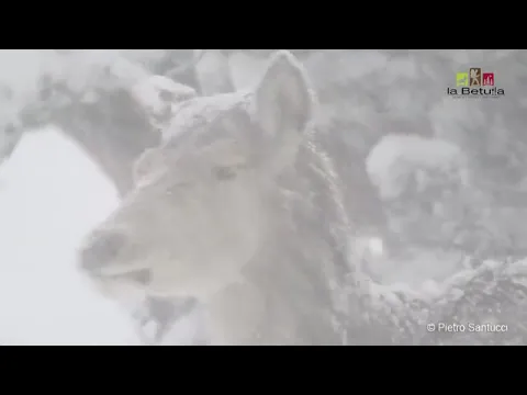 Youtube Preview