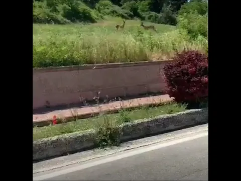 <span style="color:var(--accent)">Video:</span> Coppia di caprioli avvistata a Ripalimosani, il territorio che sorprende