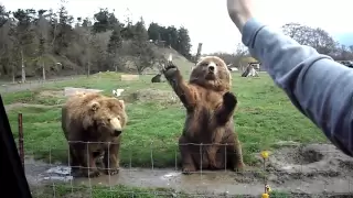Waving Bears in Seattle game farm