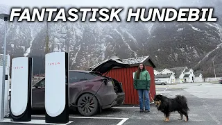 Langtur med hundebilen Tesla Model Y Performance