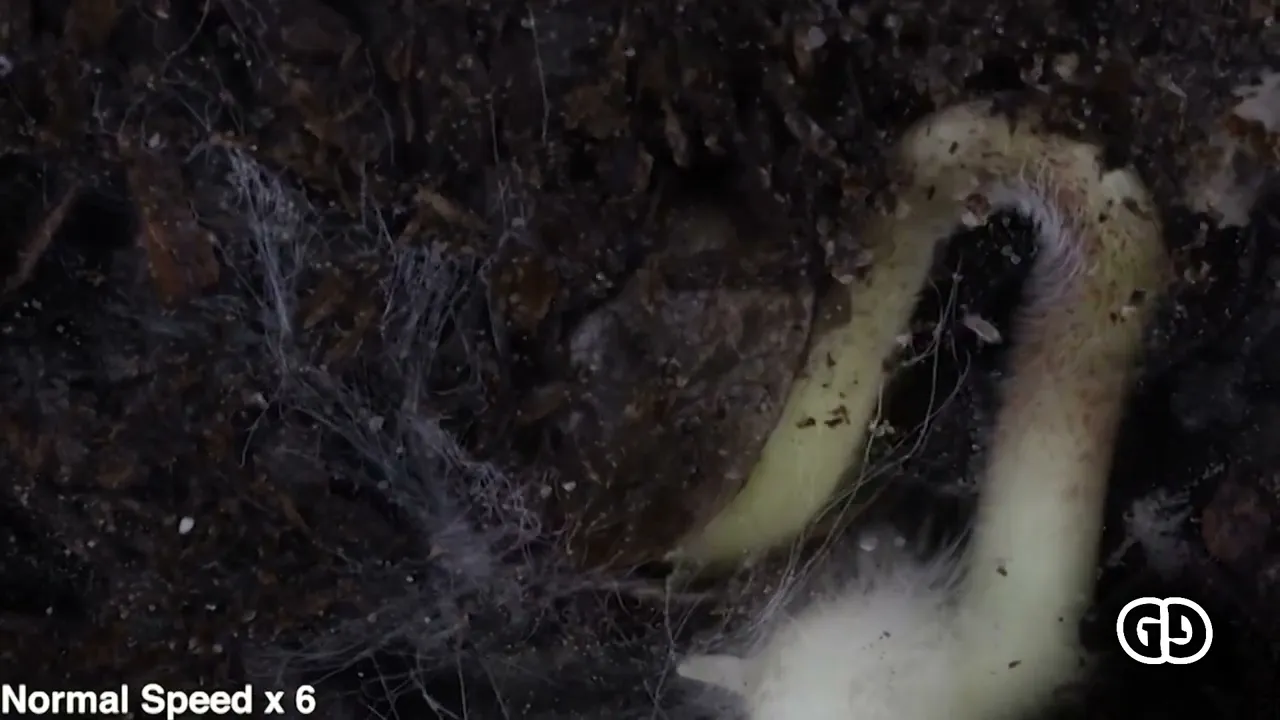 Video de Ganga GrowShop Belgrano 