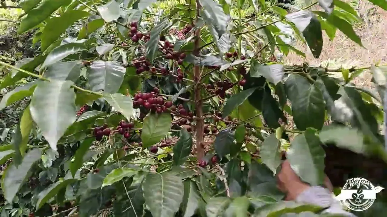 Video de Café Artesanal Tsajan