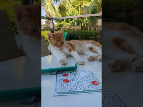 Never play WUZZLED! with Cats