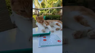 Never play WUZZLED! with Cats