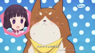 Blend-S - Funniest Moments - Owner falls in love with another dog