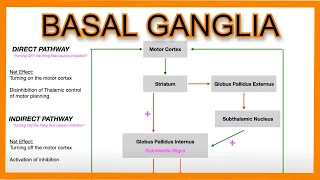 Basal Ganglia (Direct vs. Indirect Pathways)