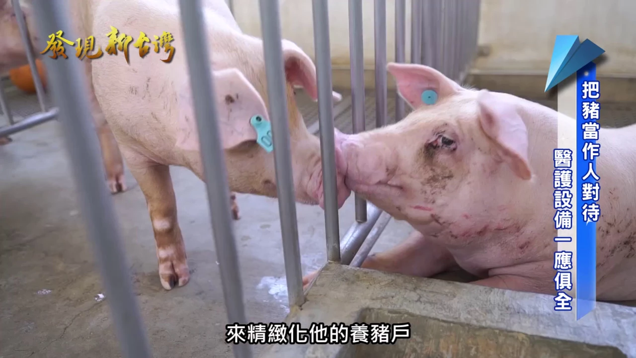 發現新台灣 豬博士動物科技公司