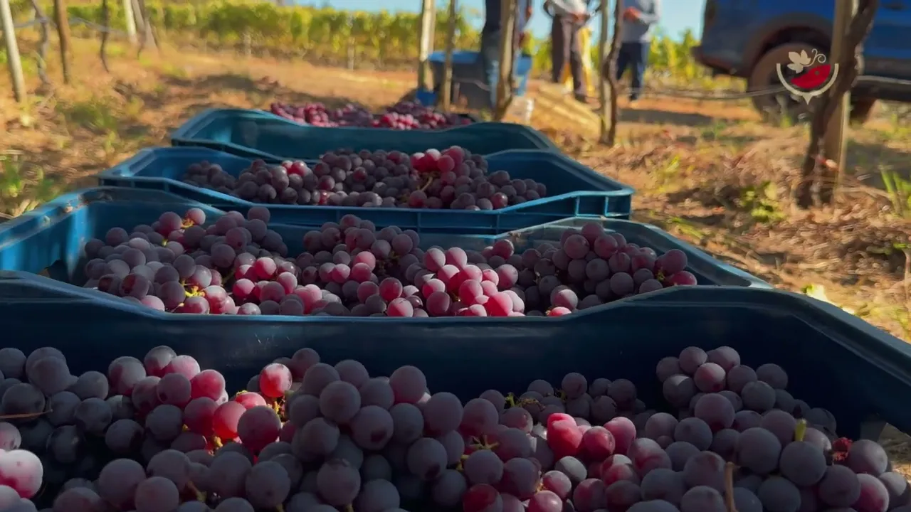 Vídeo de All Wine Express
