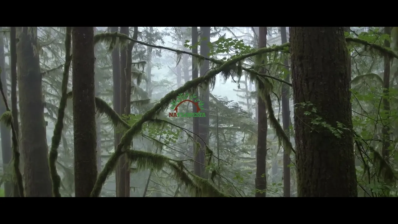 Vídeo de NaFloresta