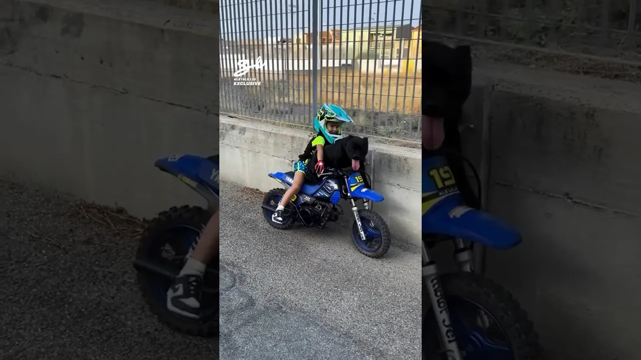 You could take your dog on a walk, or...😅🏍️ #dogs #motorbike #cute