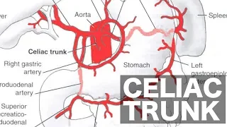 Celiac Trunk Anatomy