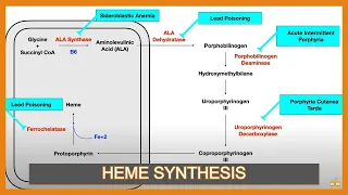 Heme Synthesis Pathway (and Associated Diseases)