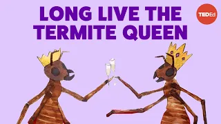 Coneheads, egg stacks and anteater attacks: The reign of a termite queen - Barbara L. Thorne