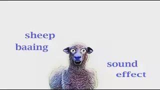 Sheep Baaing Sound Loudly/ Sound Effect / Animation Sheep Baaing Sound Loudly/ Sound Effect / Animation