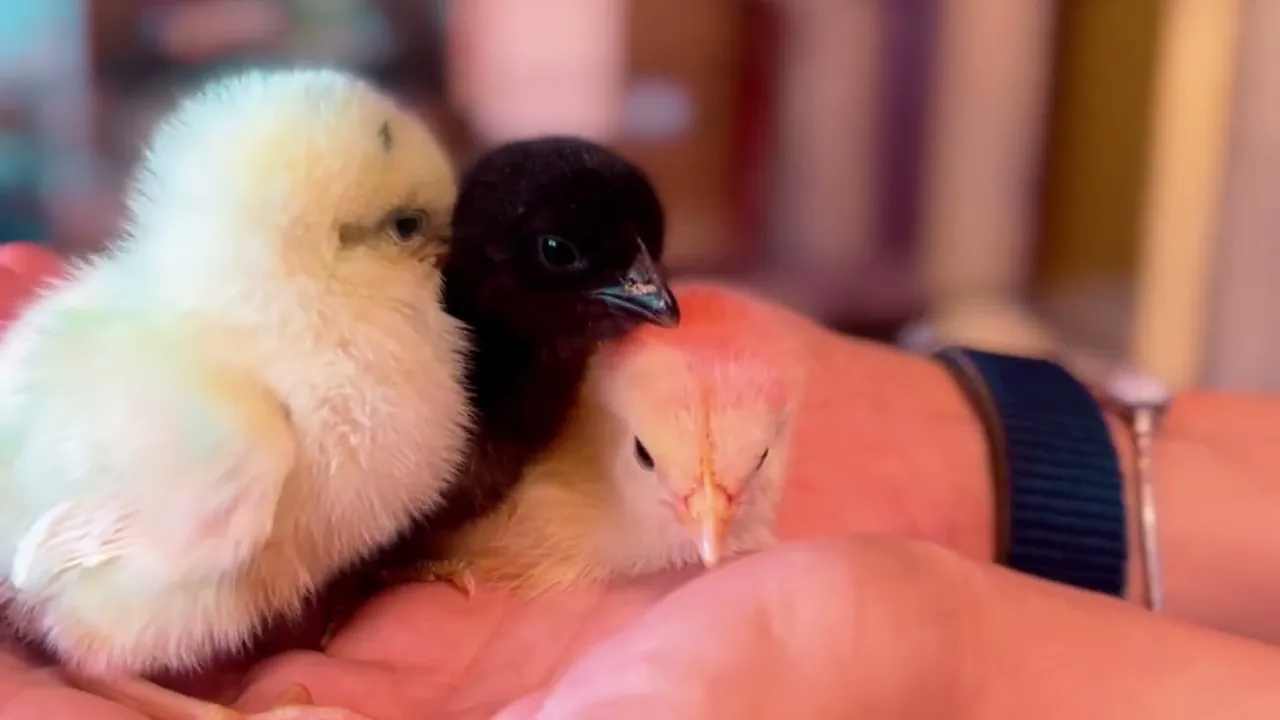 Video de AgroFort Produtos Agropecuários