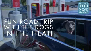 Model 3 | 1,200 Mile Road Trip with 2 Dogs