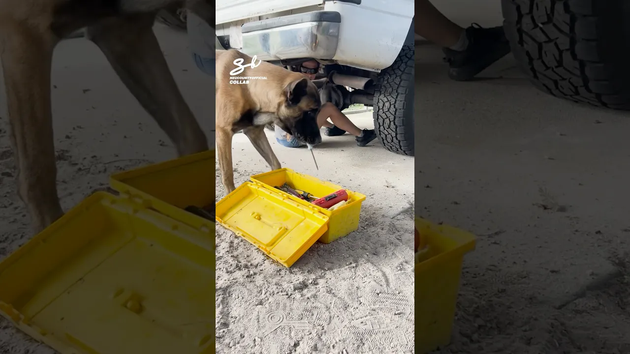 The Mechanic Dog! 🐶 #dogs #cars #mechanic