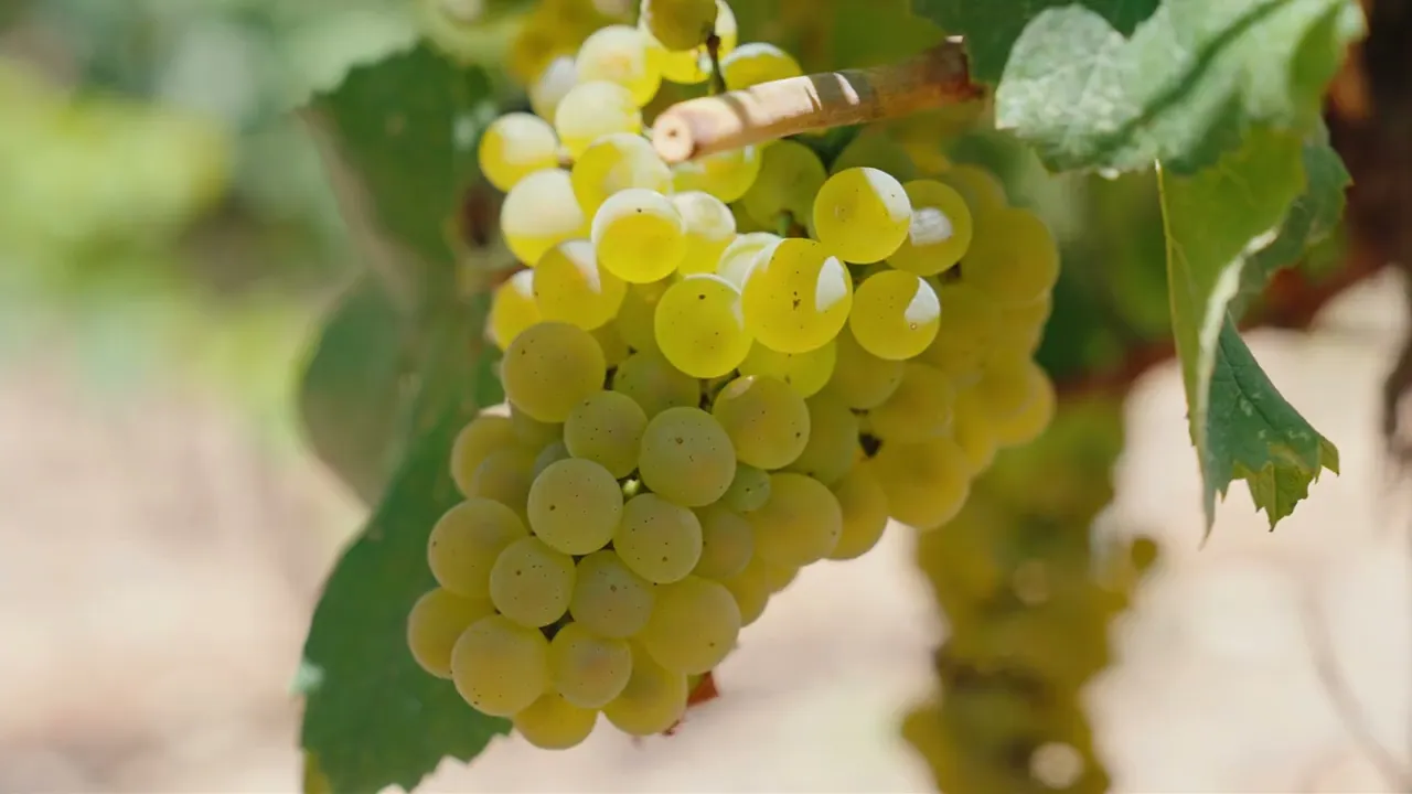 Video de Vinum Import - Vinos del mundo.