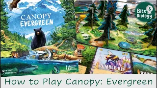 Canopy Evergreen How to Play | Bits & Biology