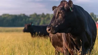 Japan: The Wagyu Mecca | Joseph Decuis Japan: The Wagyu Mecca | Joseph Decuis